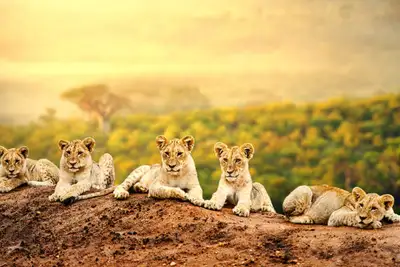 Afrikas 10 beste safariland