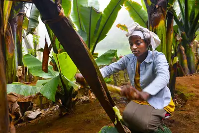 Bananrepublikken Dorze