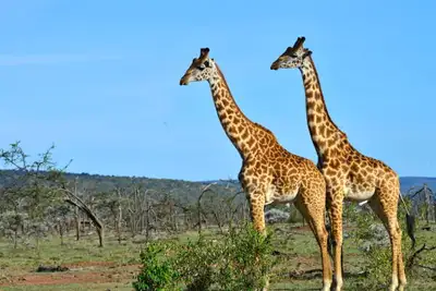 Safari i Kenya - som ikke setter spor