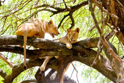 Afrikas 10 beste safarier