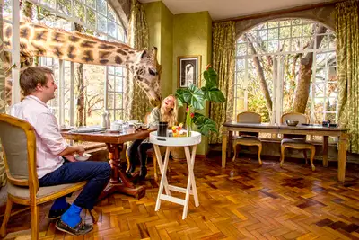 Spis frokost med sjiraffer