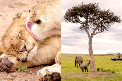 Safari for fremtiden