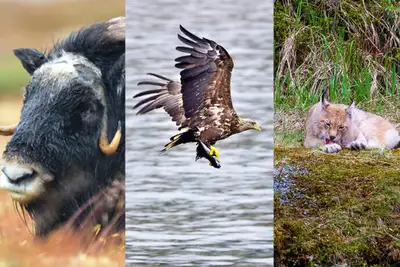 Safari Norge rundt