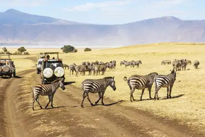 Safari for alle – finn den som passer deg