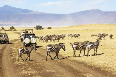 Safari for alle – finn den som passer deg