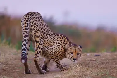 Gepardens kappløp med tiden