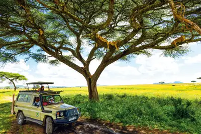 Serengeti på budsjett