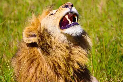 Bærekraftig turisme i Masai Mara