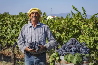 Ny vår for tyrkisk vin