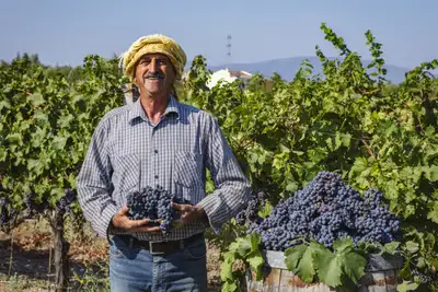 Ny vår for tyrkisk vin