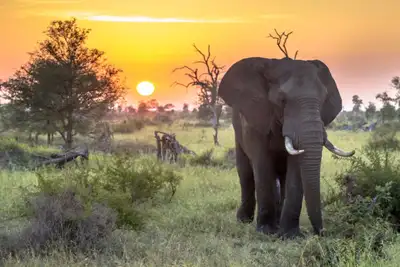 Vinn gratis reise til Sør-Afrika