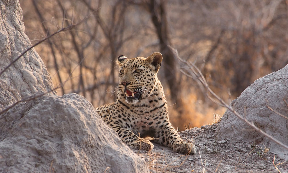 Selv med en leopard i nærheten legger vi ut på vandring. Foto: Ronny Frimann