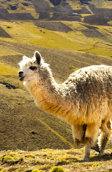 Du store alpakka! Vi blir kjent med både to– og firbente i løpet av turen. Foto: Ingrid Holtan Søbstad