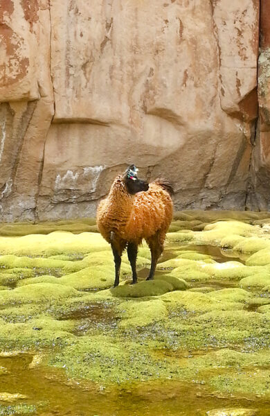 Lamaen er god å ha. Foto: Helene Iversen 