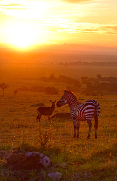 Det er tidlig om morgenen dyrene er mest aktive, så det lønner seg å stå opp tidlig og dra på safari. Foto: Mari Bareksten 